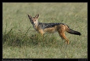  Black-backed Jackal, Masai Mara, Kenya � J. Zinn