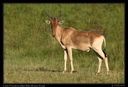  Coke's Hartebeest, Masai Mara, Kenya � J. Zinn