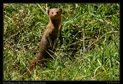  Dwarf Mongoose, Masai Mara, Kenya � J. Zinn