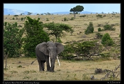  Elephant, Masai Mara, Kenya � J. Zinn
