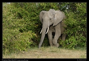 Elephant,