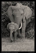  Elephant and young, Masai Mara, Kenya � J. Zinn
