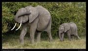  Elephant and young, Masai Mara, Kenya � J. Zinn