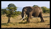  Elephant, Masai Mara, Kenya � J. Zinn