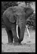  Elephant, Masai Mara, Kenya � J. Zinn