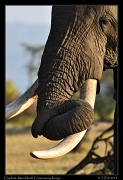  Elephant trunk, Masai Mara, Kenya � J. Zinn
