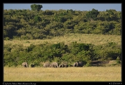  Elephants, Masai Mara, Kenya � J. Zinn