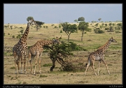  Giraffes, Masai Mara, Kenya � J. Zinn
