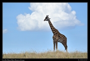  Giraffe, Masai Mara, Kenya � J. Zinn