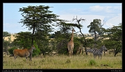  Giraffe, Kudu, and Zebra, Masai Mara, Kenya � J. Zinn