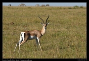  Grant's Gazelle, Masai Mara, Kenya � J. Zinn