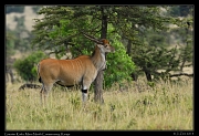  Greater Kudu, Masai Mara, Kenya � J. Zinn