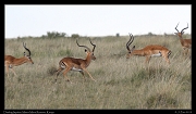  Impalas, Masai Mara, Kenya � J. Zinn