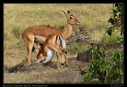  Impala foal nursing, Masai Mara, Kenya � J. Zinn