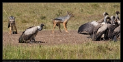  Jackals and vultures, Masai Mara, Kenya � J. Zinn