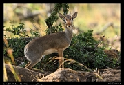  Kirk's Dik-dik, Masai Mara, Kenya � J. Zinn