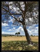  The moth tree, Masai Mara, Kenya � J. Zinn