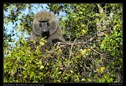  Olive Baboon, Masai Mara, Kenya � J. Zinn