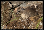  Rock Hyrax, Masai Mara, Kenya � J. Zinn