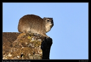  Rock Hyrax, Masai Mara, Kenya � J. Zinn