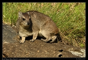  Rock Hyrax, Masai Mara, Kenya � J. Zinn
