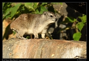  Rock Hyrax, Masai Mara, Kenya � J. Zinn