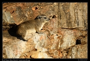  Rock Hyrax, Masai Mara, Kenya � J. Zinn