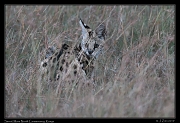  Serval, Masai Mara, Kenya � J. Zinn