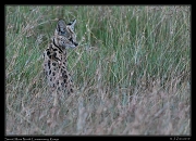  Serval, Masai Mara, Kenya � J. Zinn