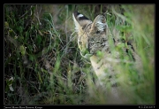  Serval, Masai Mara, Kenya � J. Zinn