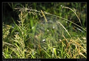  Spider web, Masai Mara, Kenya � J. Zinn