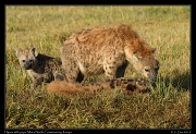 Spotted Hyena with pups, Masai Mara, Kenya � J. Zinn