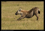  Spotted Hyena pup, Masai Mara, Kenya � J. Zinn