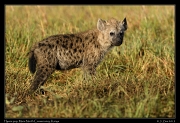  Spotted Hyena pup, Masai Mara, Kenya � J. Zinn