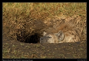  Spotted Hyena, Masai Mara, Kenya � J. Zinn