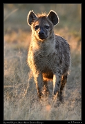  Spotted Hyena, Masai Mara, Kenya � J. Zinn