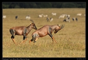  Topis, Masai Mara, Kenya � J. Zinn