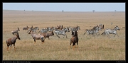  Topi and Zebra, Masai Mara, Kenya � J. Zinn