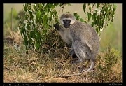 Vervet Monkey, Masai Mara, Kenya � J. Zinn