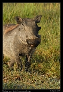  Warthog, Masai Mara, Kenya � J. Zinn