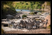  Zebras, Masai Mara, Kenya � J. Zinn