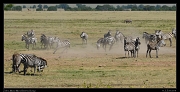  Zebras, Masai Mara, Kenya � J. Zinn