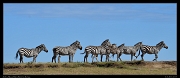  Zebras, Masai Mara, Kenya � J. Zinn
