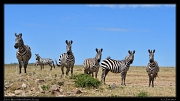  Zebras, Masai Mara, Kenya � J. Zinn
