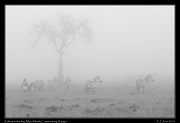  Zebras in the fog, Masai Mara, Kenya � J. Zinn