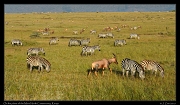  Zebras and Topi, Masai Mara, Kenya � J. Zinn