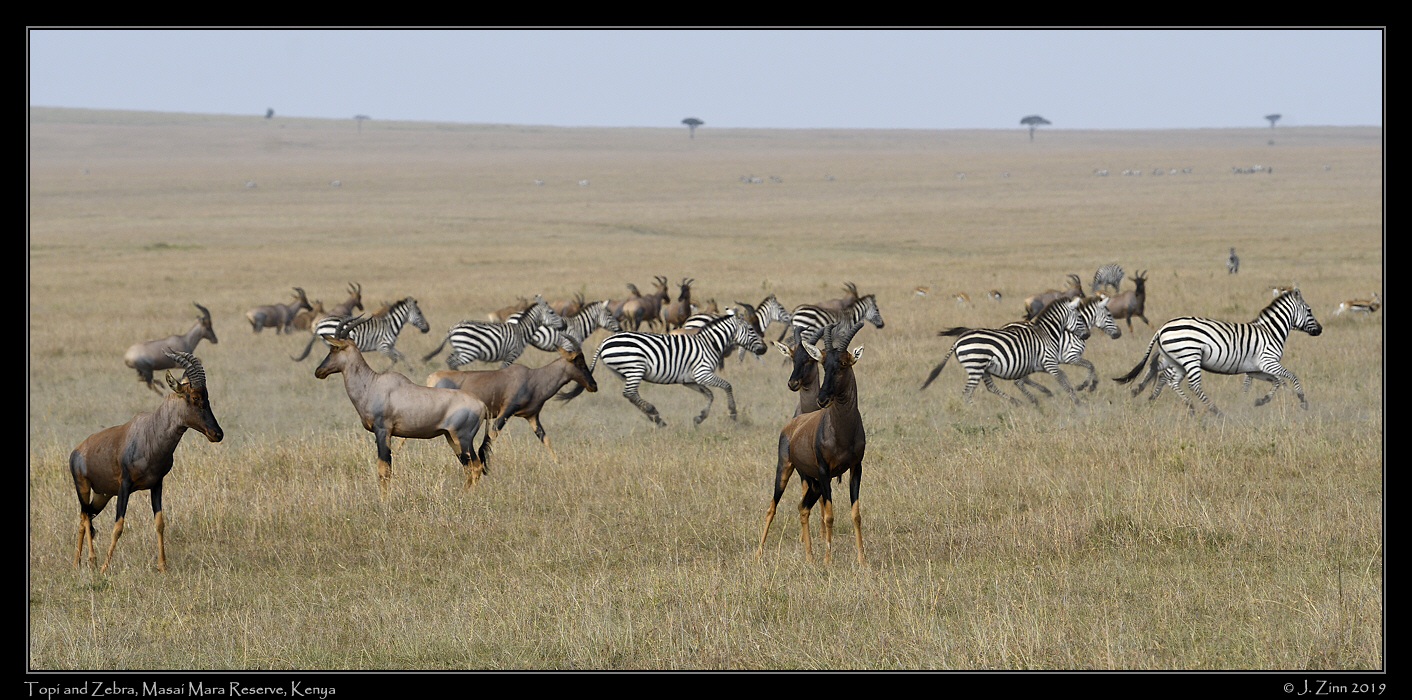 topi_zebra_JZ5_2731a
