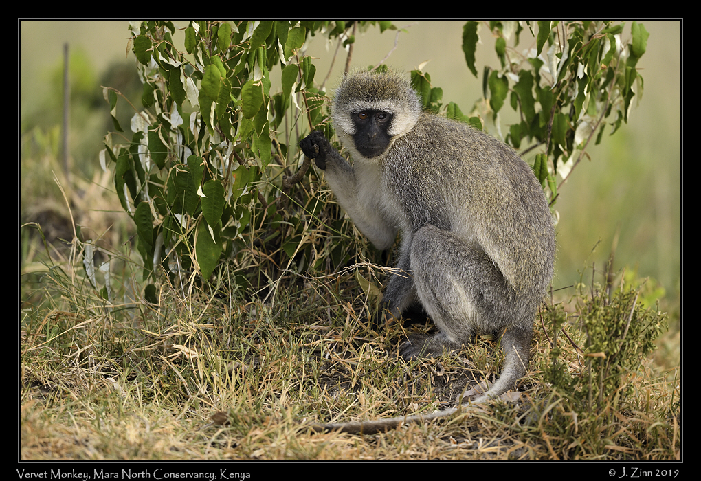 vervet_monkey_JZ8_1748a