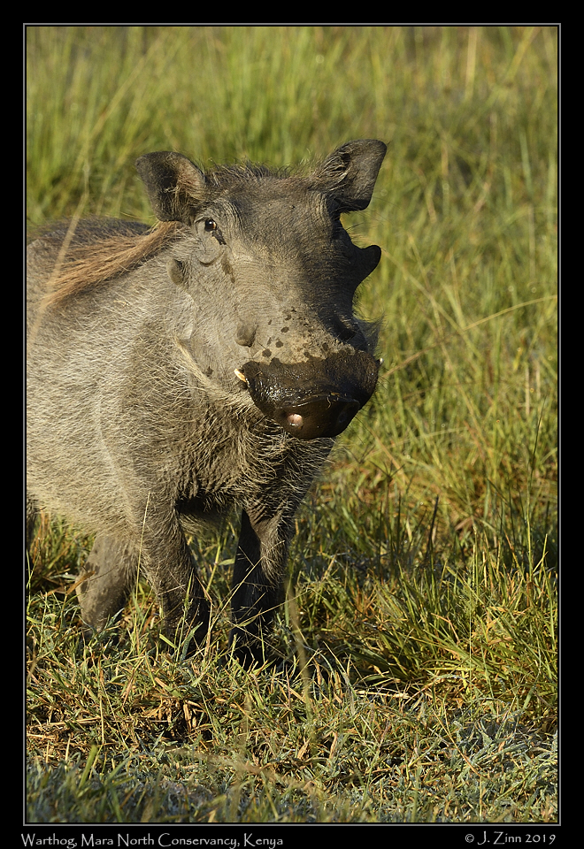 warthog_JZ5_4945b