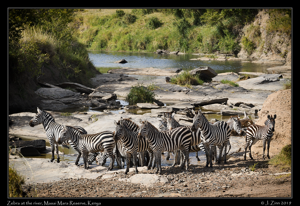 zebra_JZ5_2229_DxOFPreala-cfx